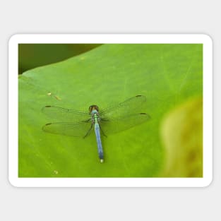 Dragonfly on lotus leaf Sticker